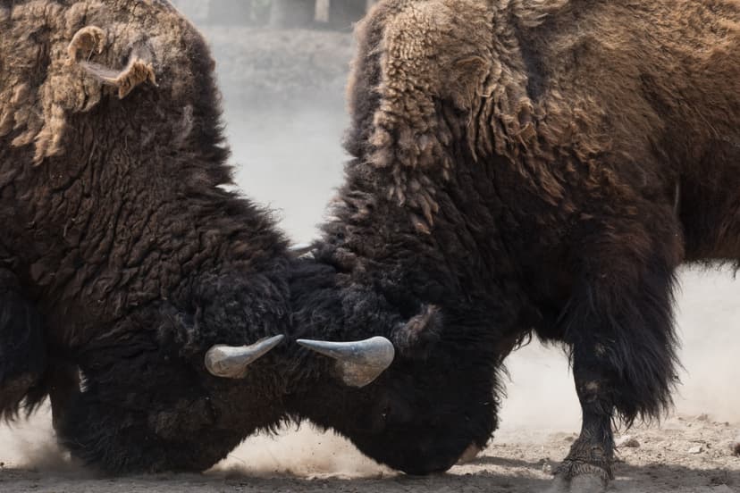 headbutting
buffalo's